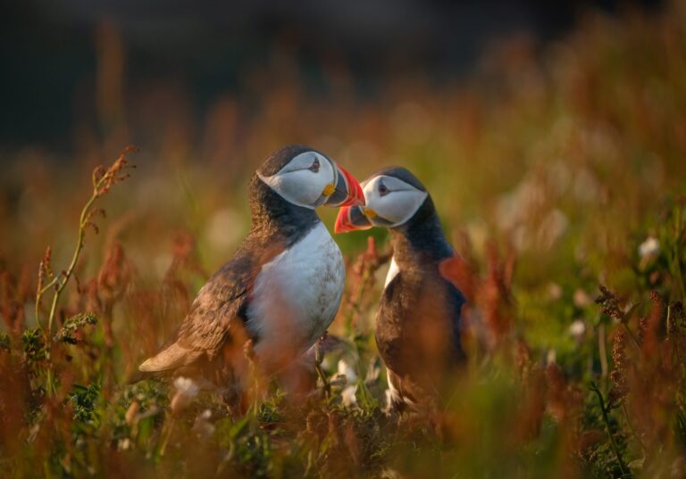 Puffin Love, Skomer Island, Pembrokeshire, UK. Wildlife photograph by Mark Hetherington, winner of the Shoot The Frame Wildlife photography award, June 2024