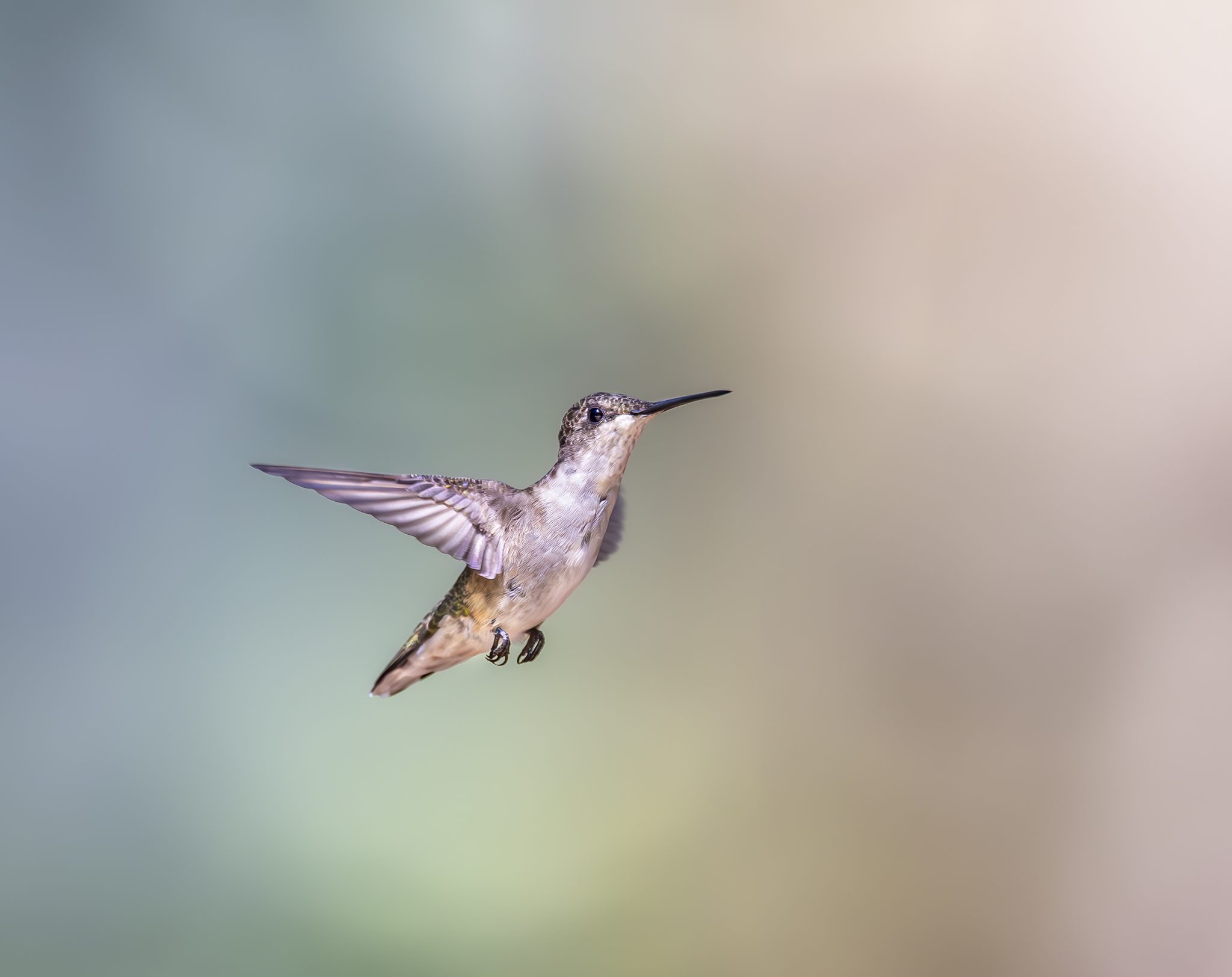 All in a Day's Work, South Carolina. Wildlife photograph by Jackie Schletter, finalist in the Shoot The Frame Wildlife photography award, July 2024