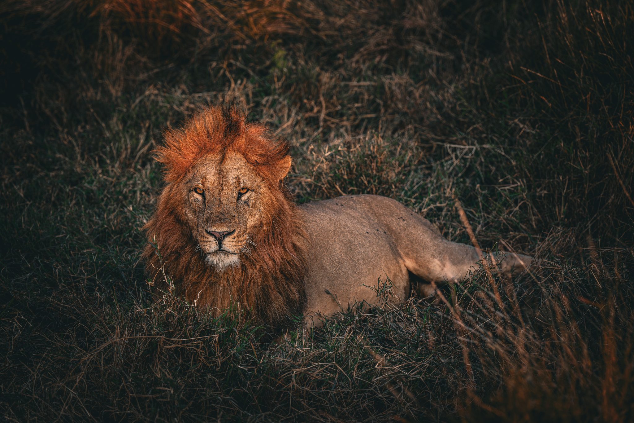 SIMBA, Kenya. Wildlife photograph by James Millar, finalist in the Shoot The Frame Wildlife photography award, July 2024