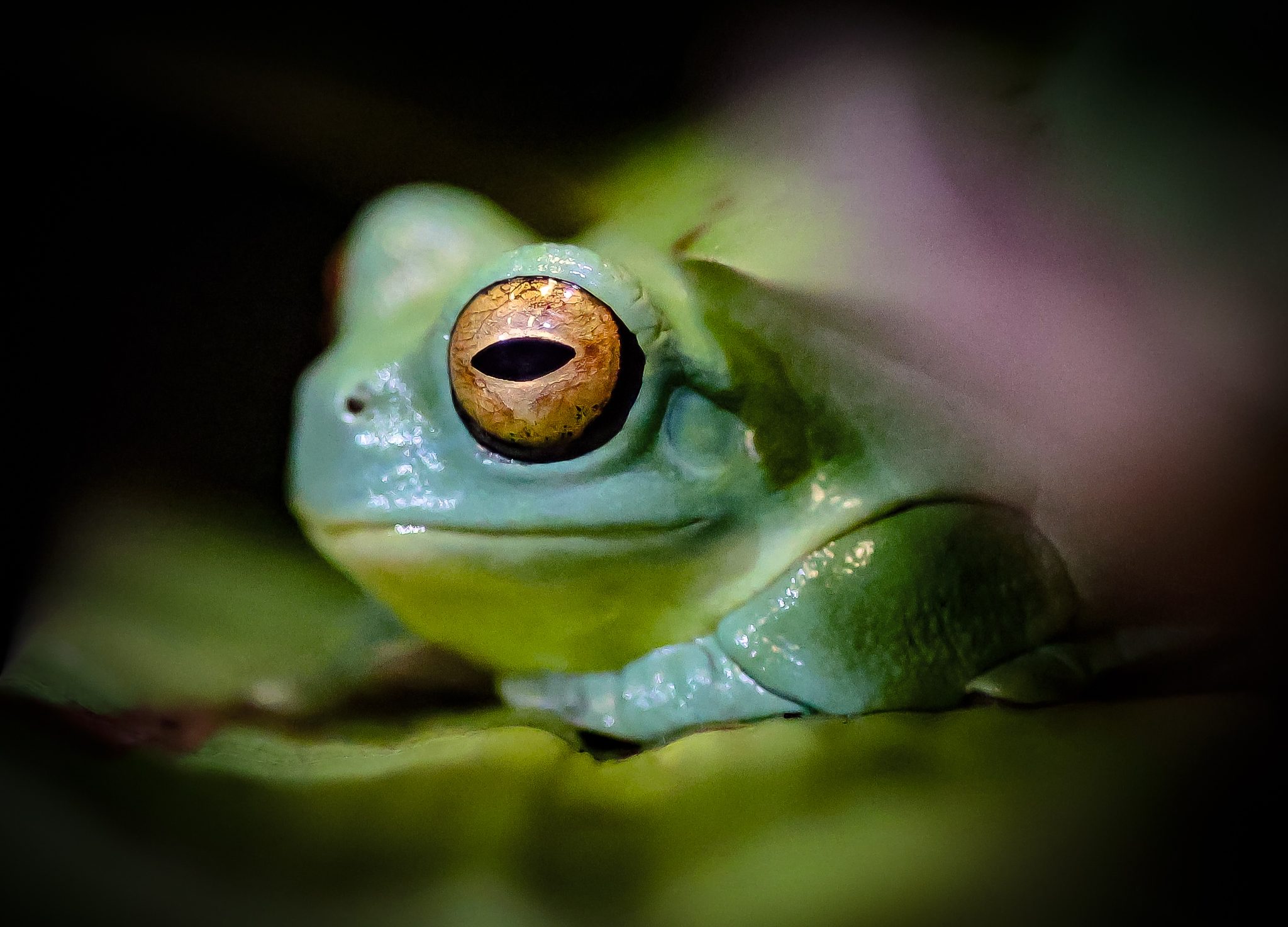 A frogs life, Australia. Wildlife photograph by Rebecca Mclay, finalist in the Shoot The Frame Wildlife photography award, July 2024