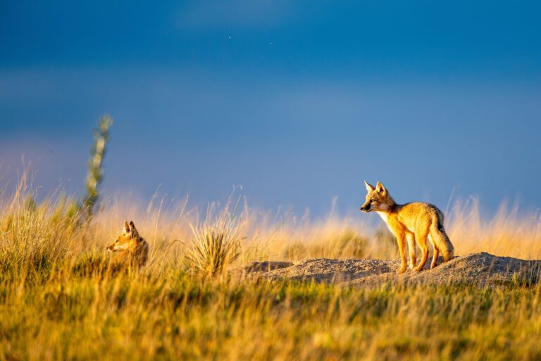 Swift Foxes at Sunset, Southeastern Colorado, USA. Wildlife photograph by Shane Morrison, finalist in the Shoot The Frame Wildlife photography award, July 2024