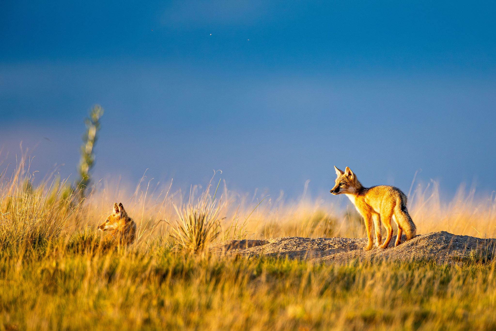 Swift Foxes at Sunset, Southeastern Colorado, USA. Wildlife photograph by Shane Morrison, finalist in the Shoot The Frame Wildlife photography award, July 2024
