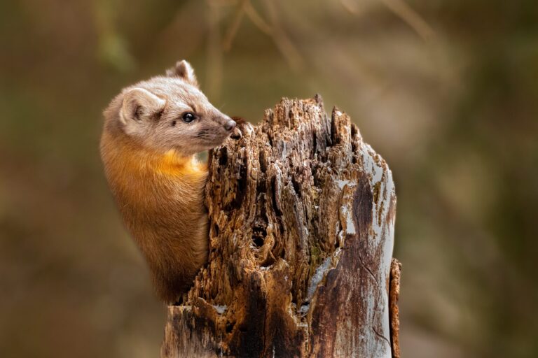 Pine Marten, Sliver Gate, Montana, USA. Wildlife photograph by Shane Morrison, finalist in the Shoot The Frame Wildlife photography award, July 2024