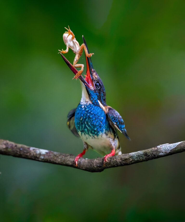 Blue-banded Kingfisher, Malaysia. Wildlife photograph by ChanOnn Fong, winner of the Shoot The Frame Wildlife photography award, July 2024