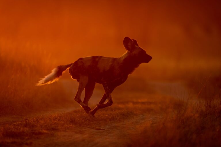 Red Run, Greater Kruger, South Africa. Wildlife photograph by Nick Dale, finalist in the Shoot The Frame Wildlife photography award, August 2024