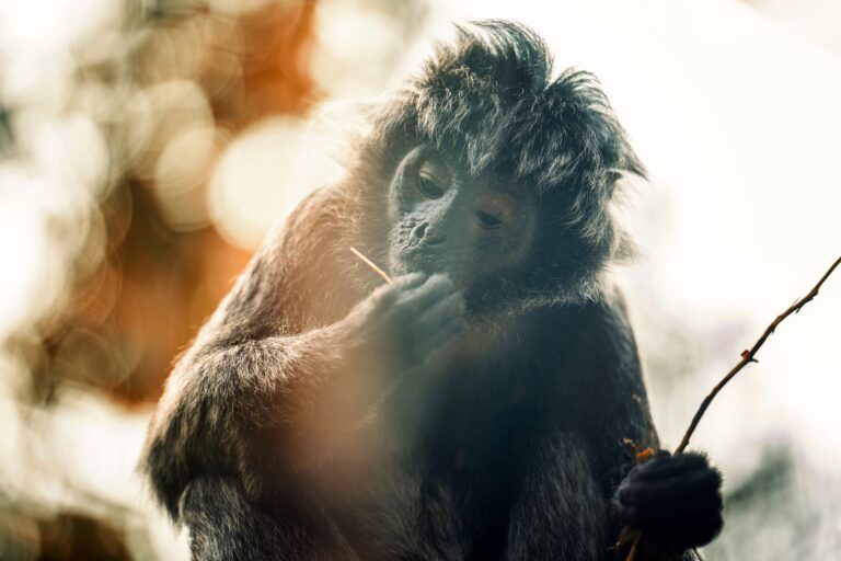 Plucking twig. Wildlife photograph by Dawid Grzeganek, winner of the Shoot The Frame Wildlife photography award, August 2024