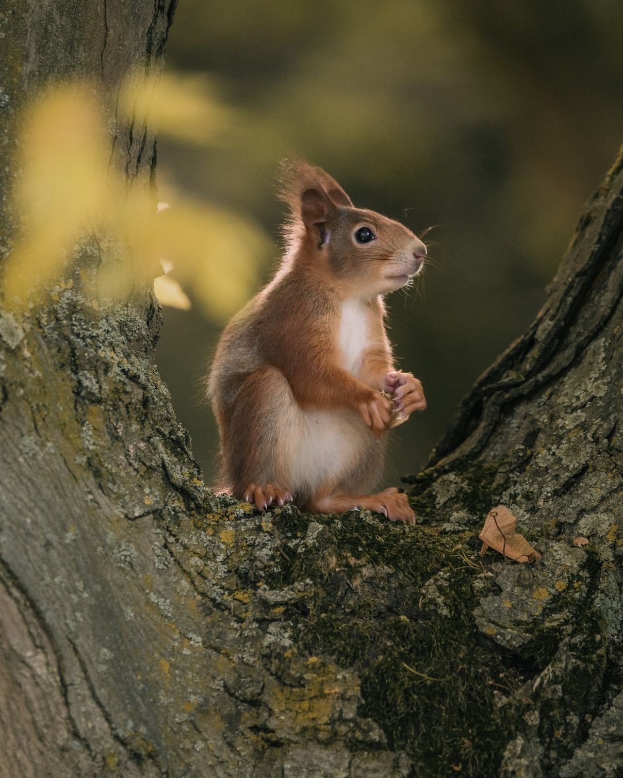 Red Squirrel, Mannheim, Germany. Wildlife photograph by Daniel Selmeci, finalist in the Shoot The Frame Wildlife photography award, September 2024