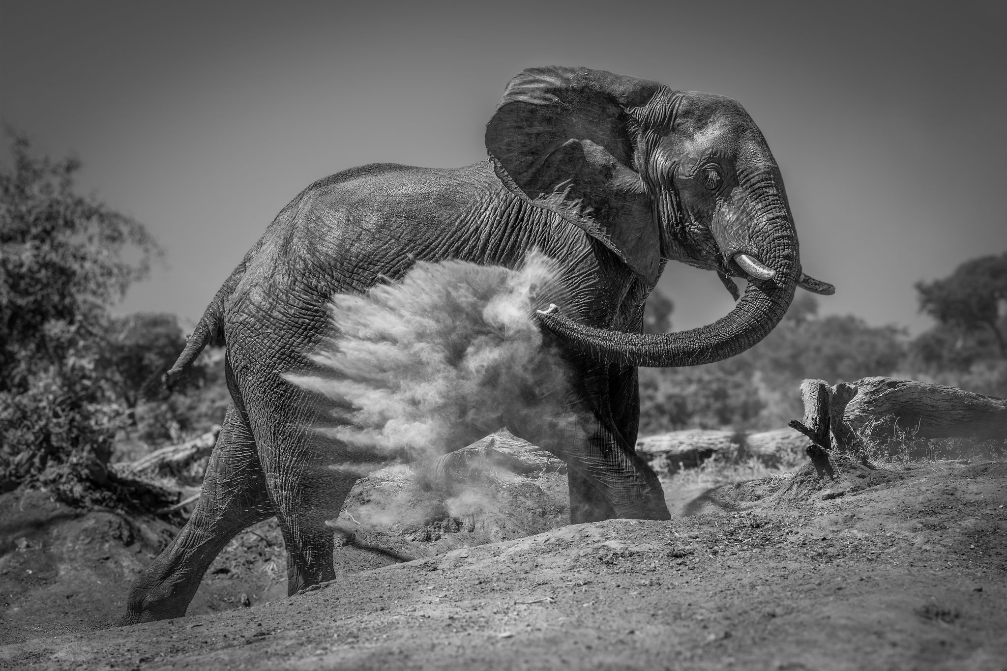 Dustbuster. Wildlife photograph by Nick Dale, finalist in the Shoot The Frame Wildlife photography award, September 2024