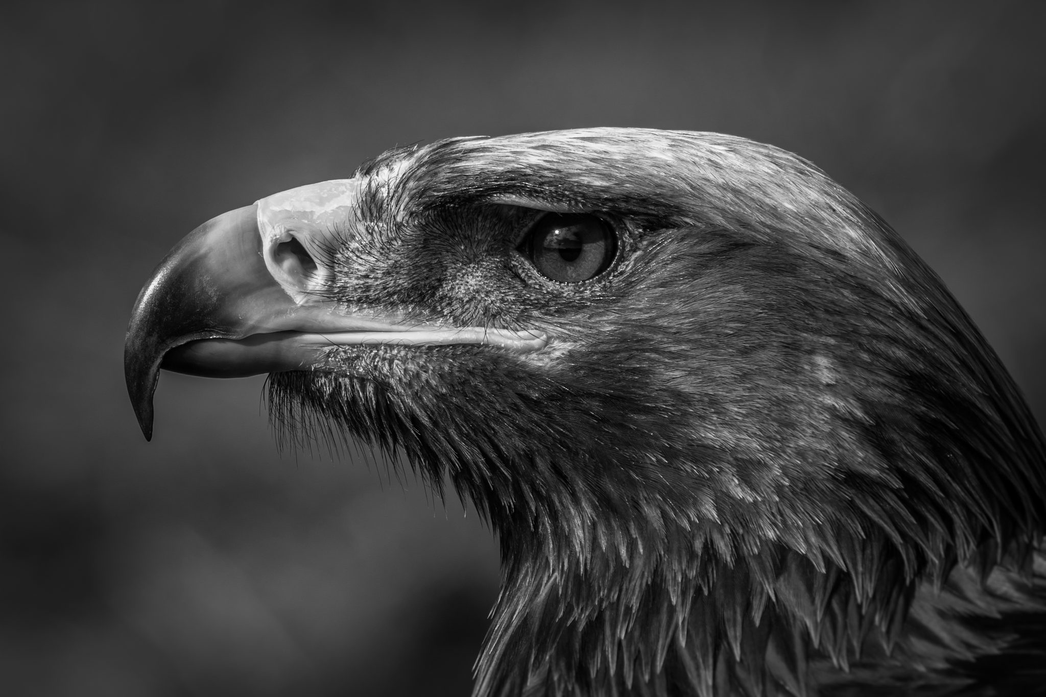 Little Brown Job. Wildlife photograph by Nick Dale, finalist in the Shoot The Frame Wildlife photography award, September 2024