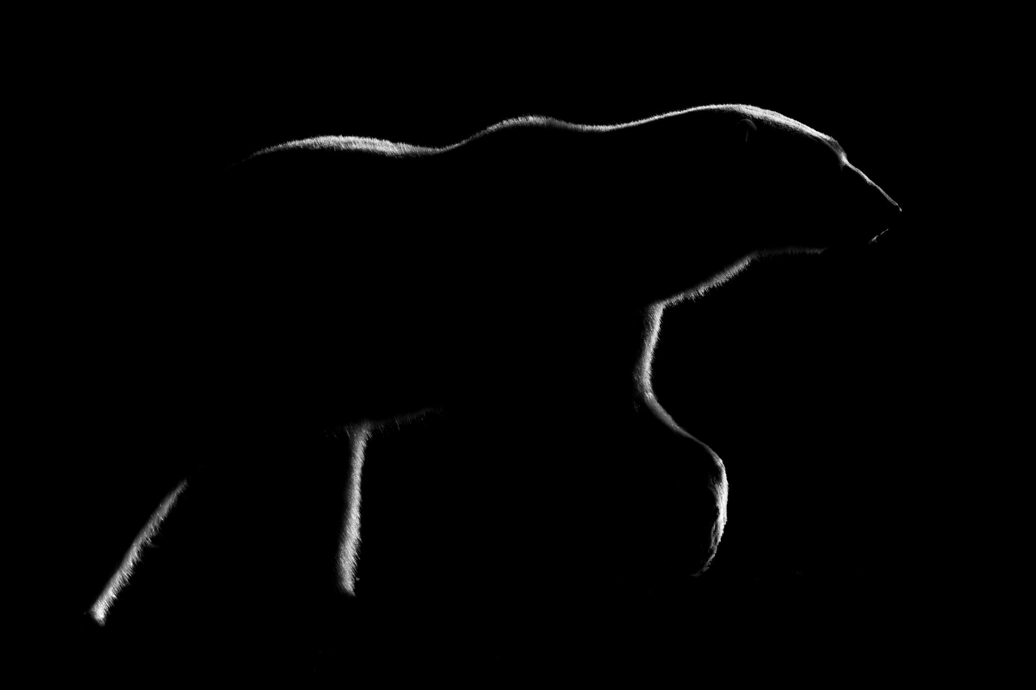 The Pointer. Wildlife photograph by Nick Dale, winner of the Shoot The Frame Wildlife photography award, September 2024