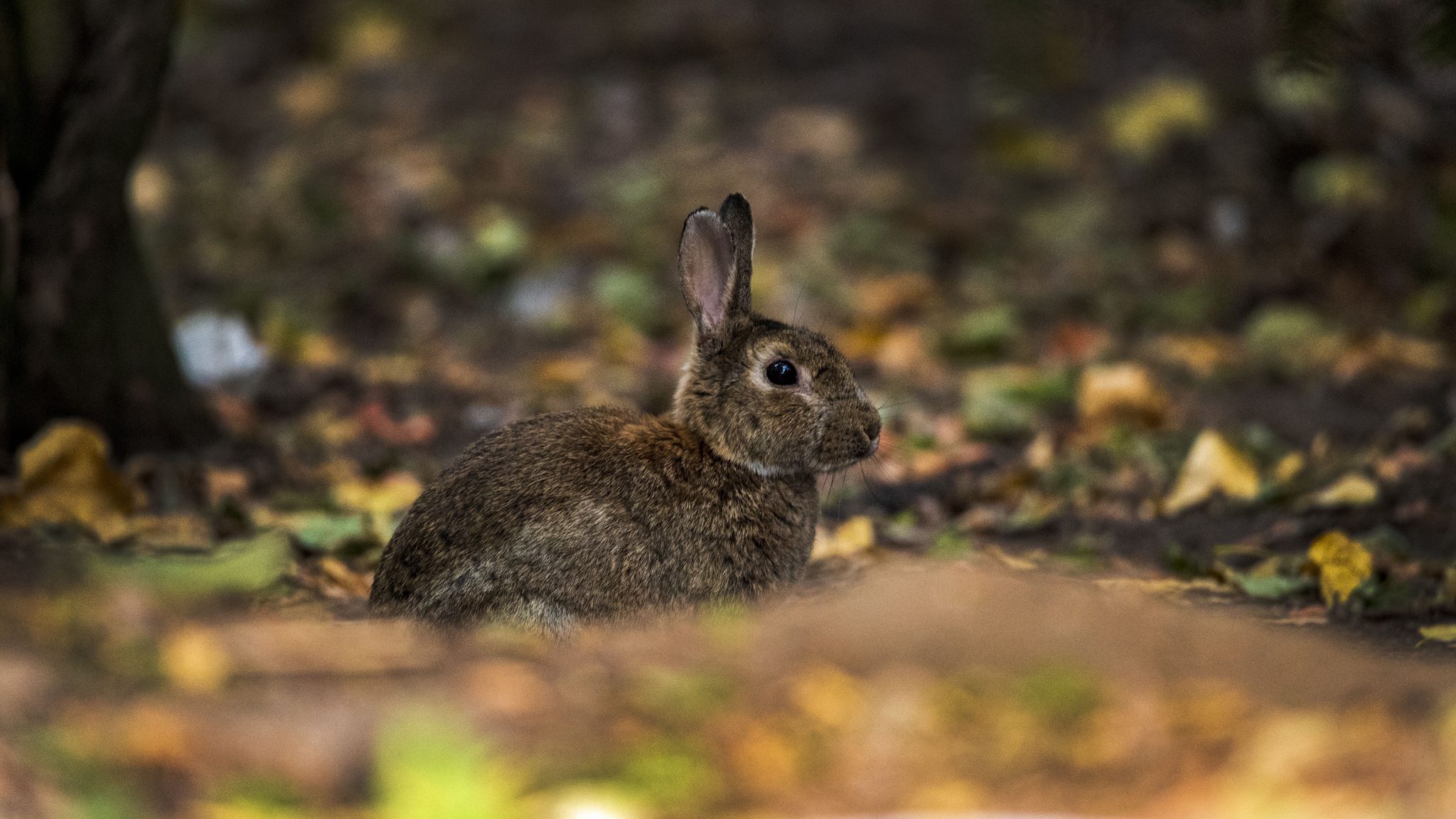 Rabbit in the morning sunshine, Mannheim, Germany. Wildlife photograph by Daniel Selmeci, finalist in the Shoot The Frame Wildlife photography award, October 2024