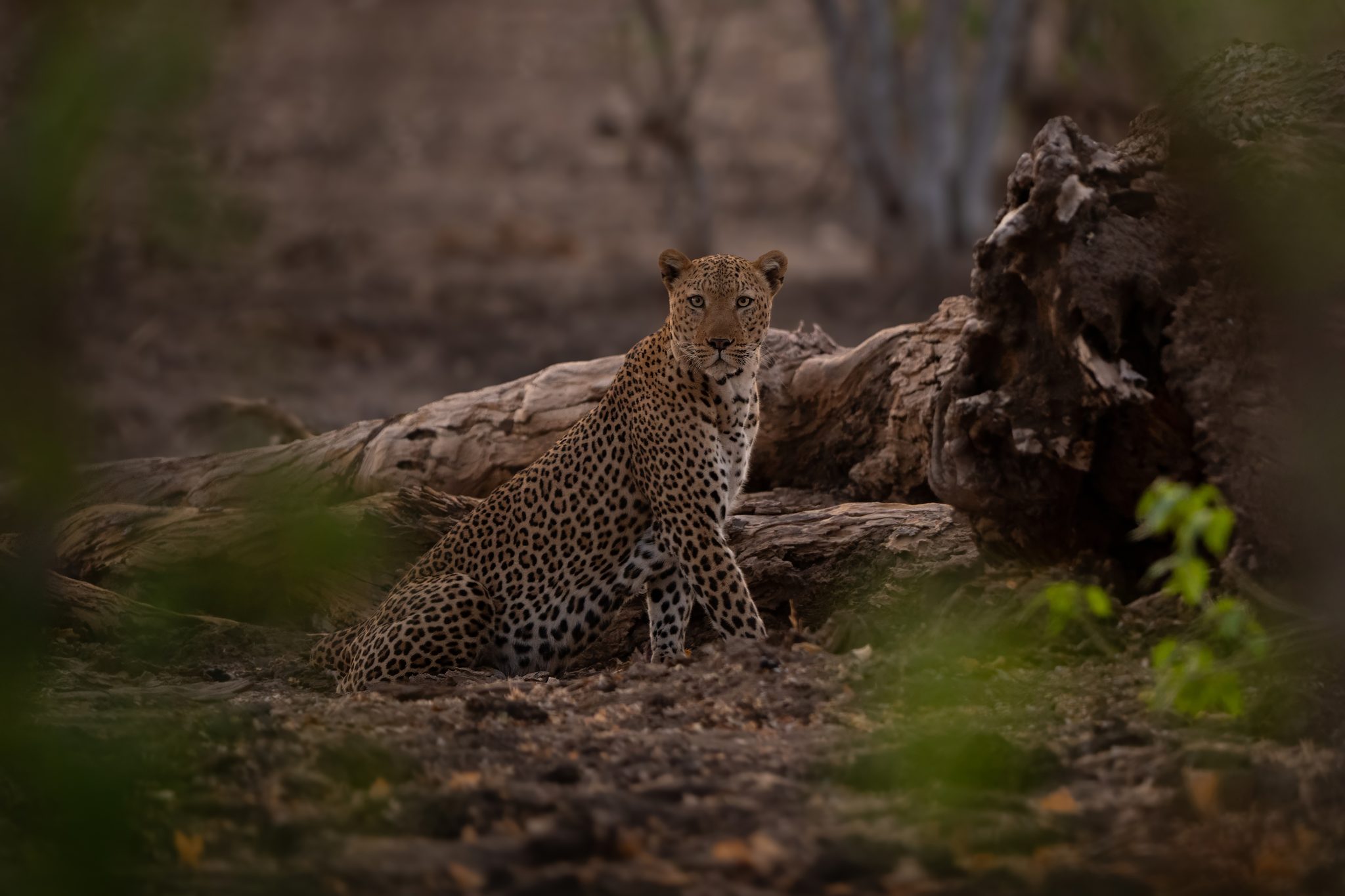 Alone. Wildlife photograph by Nick Dale, finalist in the Shoot The Frame Wildlife photography award, October 2024