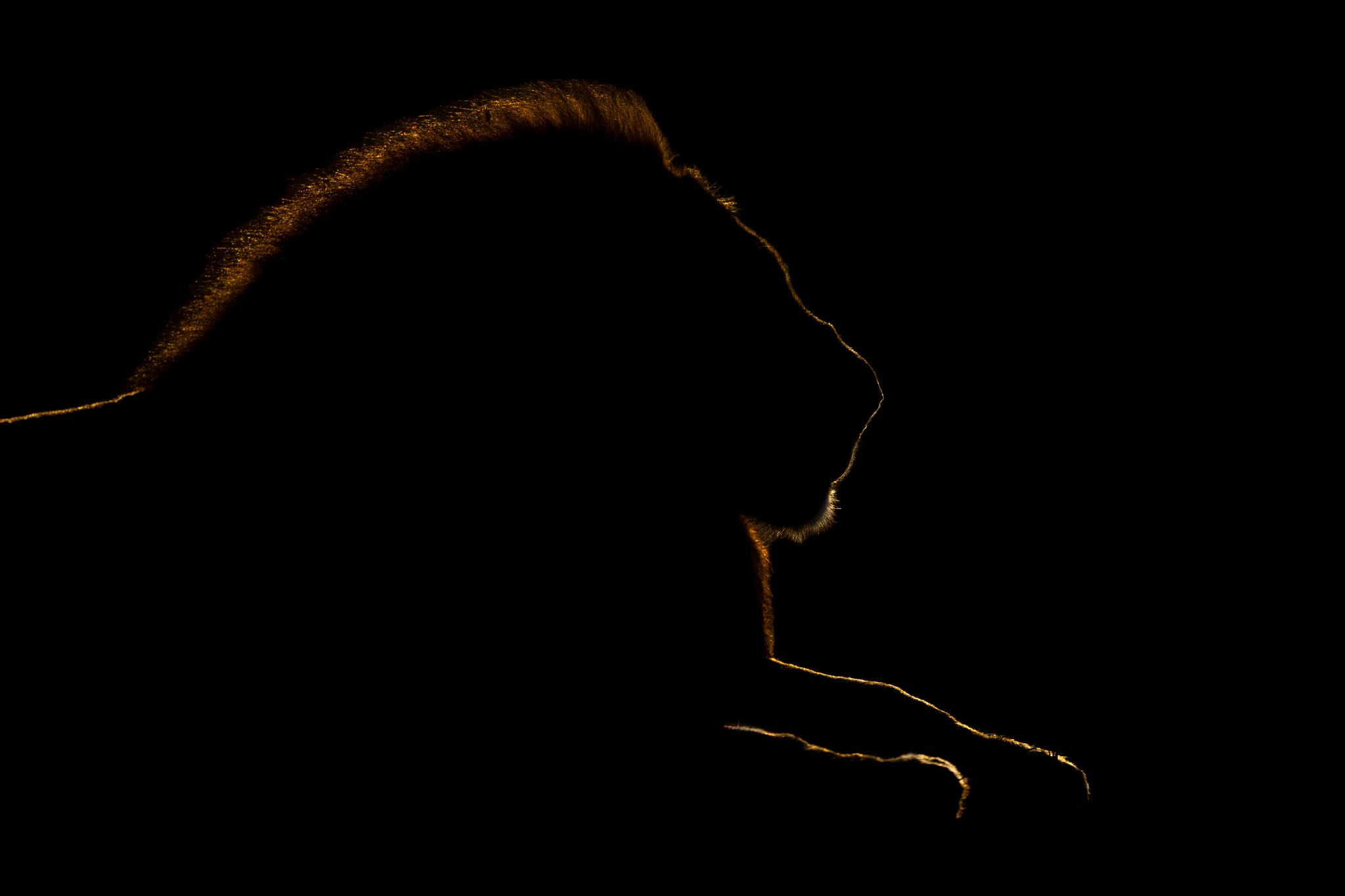 Going for Gold. Wildlife photograph by Nick Dale, finalist in the Shoot The Frame Wildlife photography award, October 2024