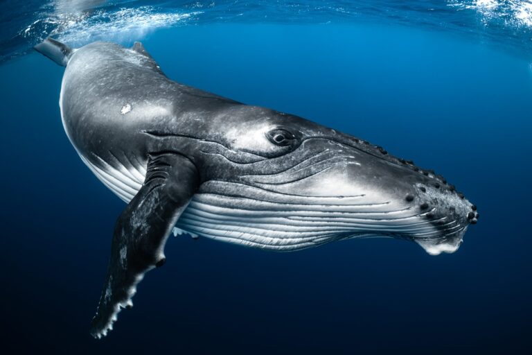 Big Baby, French Polynesia. Wildlife photograph by Brittany Ilardi, winner of the Shoot The Frame Wildlife photography award, October 2024