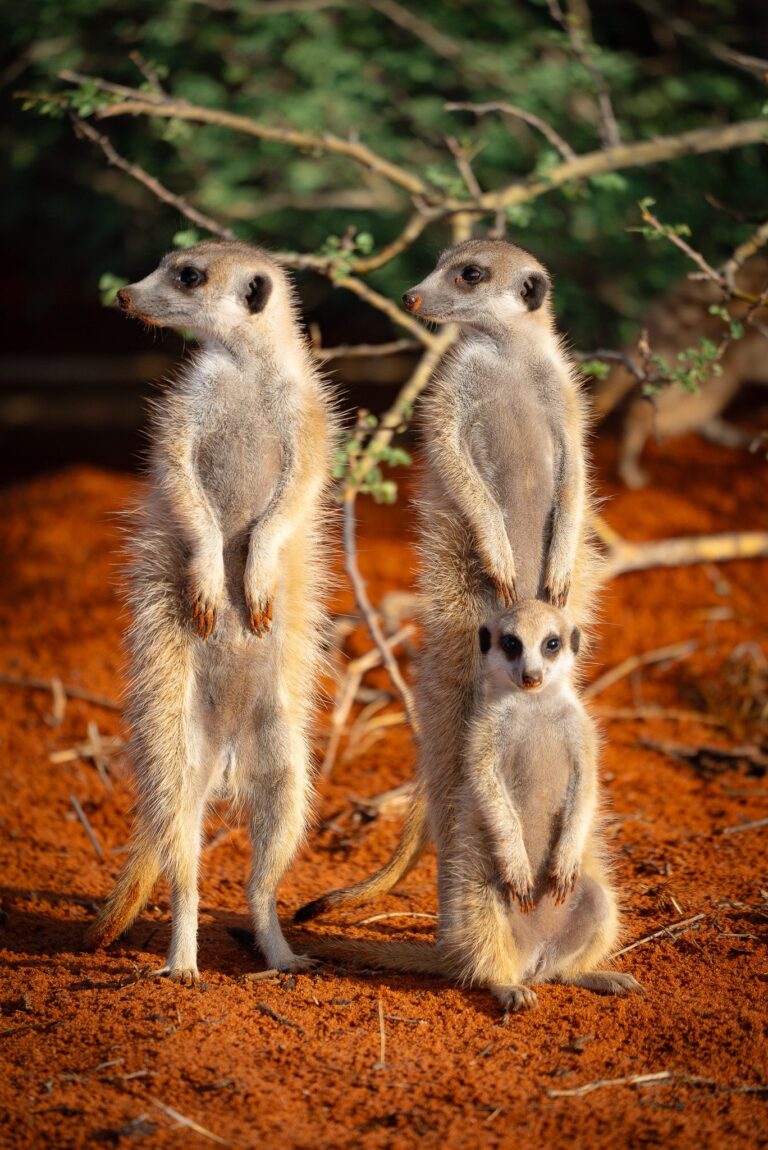 Meerkat family, Namibia. Wildlife photograph by Sergio Cuervo Ramiro, winner of the Shoot The Frame Wildlife photography award, November 2024