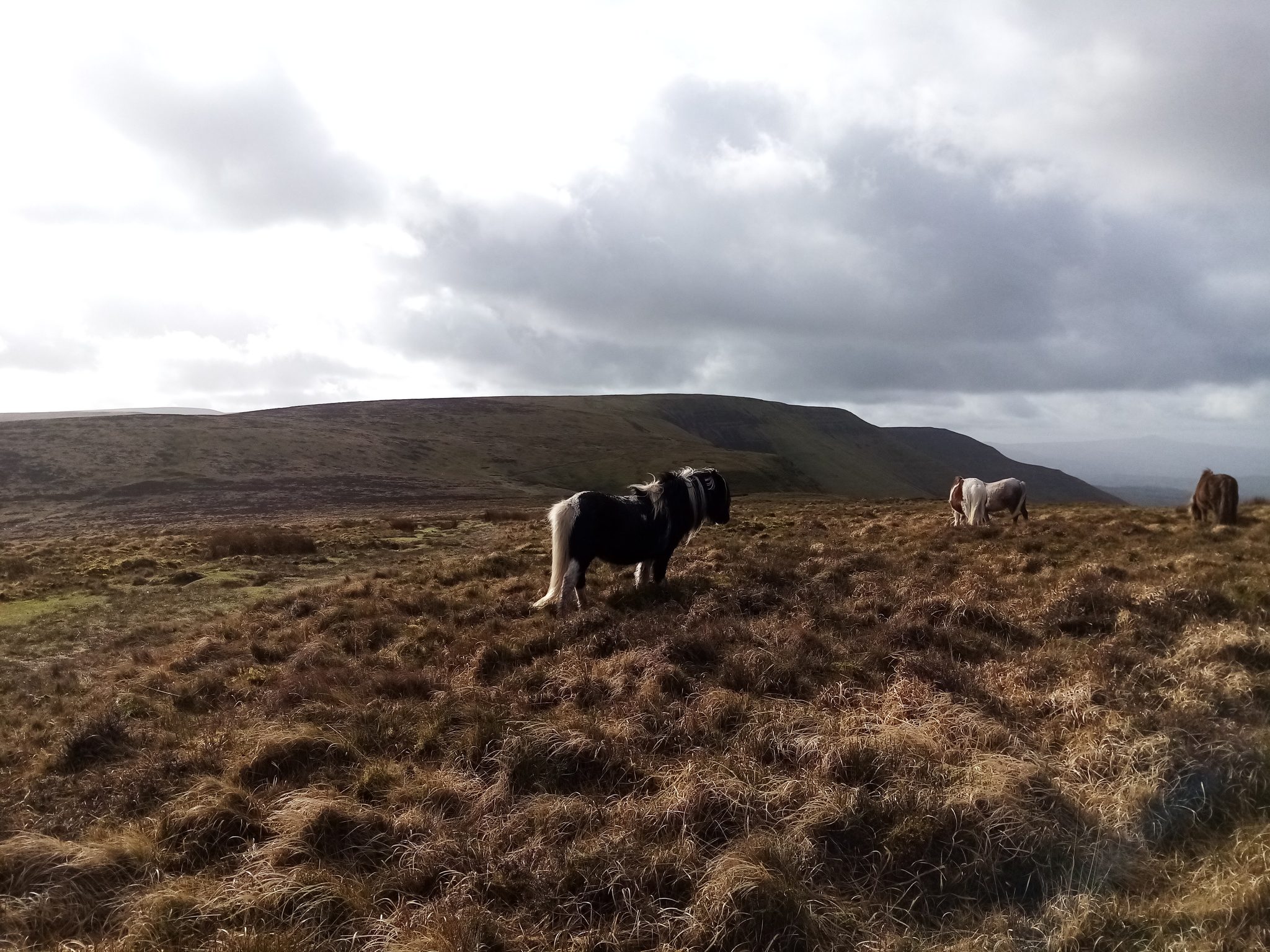 Horse on the Hill, Wales. Wildlife photograph by Callie Chilvers, finalist in the Shoot The Frame Wildlife photography award, December 2024
