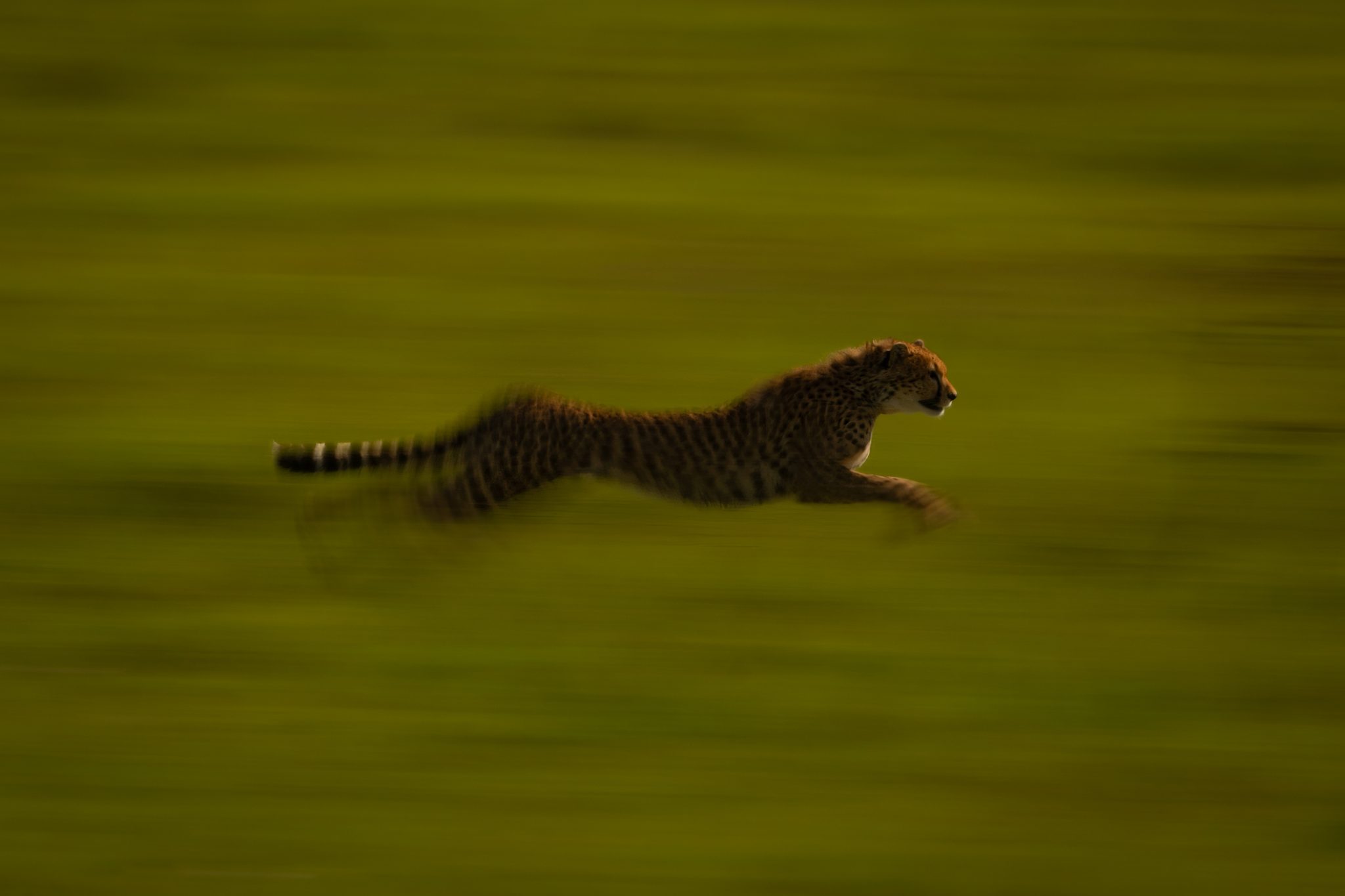 Panning for Gold, Naboisho Conservancy, Kenya. Wildlife photograph by Nick Dale, finalist in the Shoot The Frame Wildlife photography award, December 2024