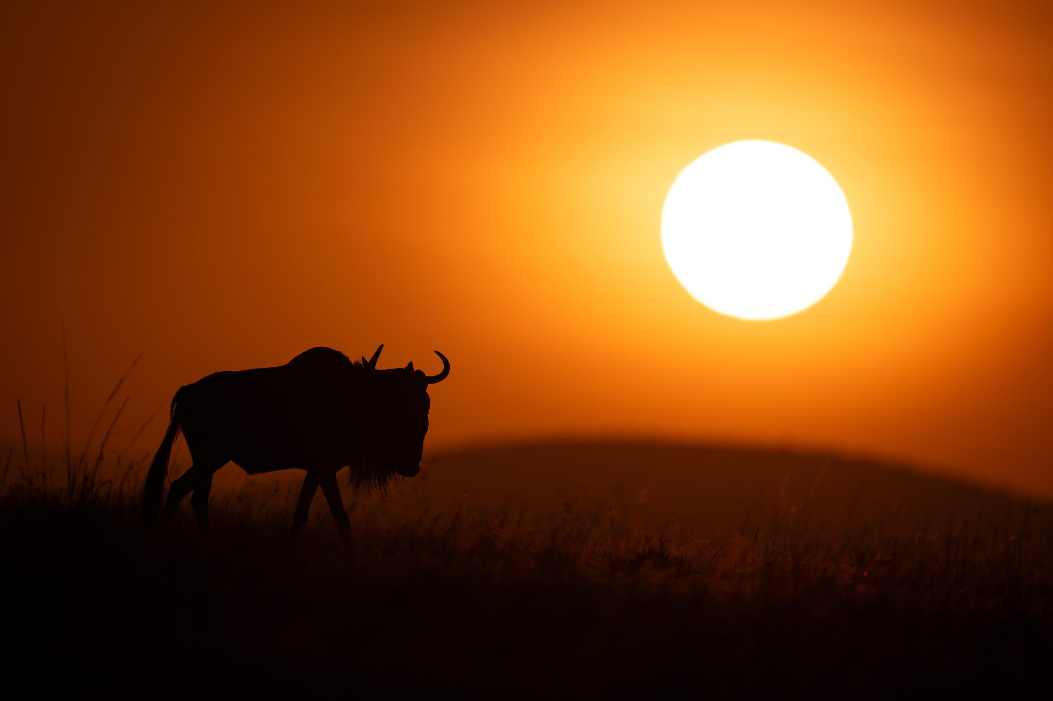 The Last Mile, Naboisho Conservancy, Kenya. Wildlife photograph by Nick Dale, finalist in the Shoot The Frame Wildlife photography award, December 2024