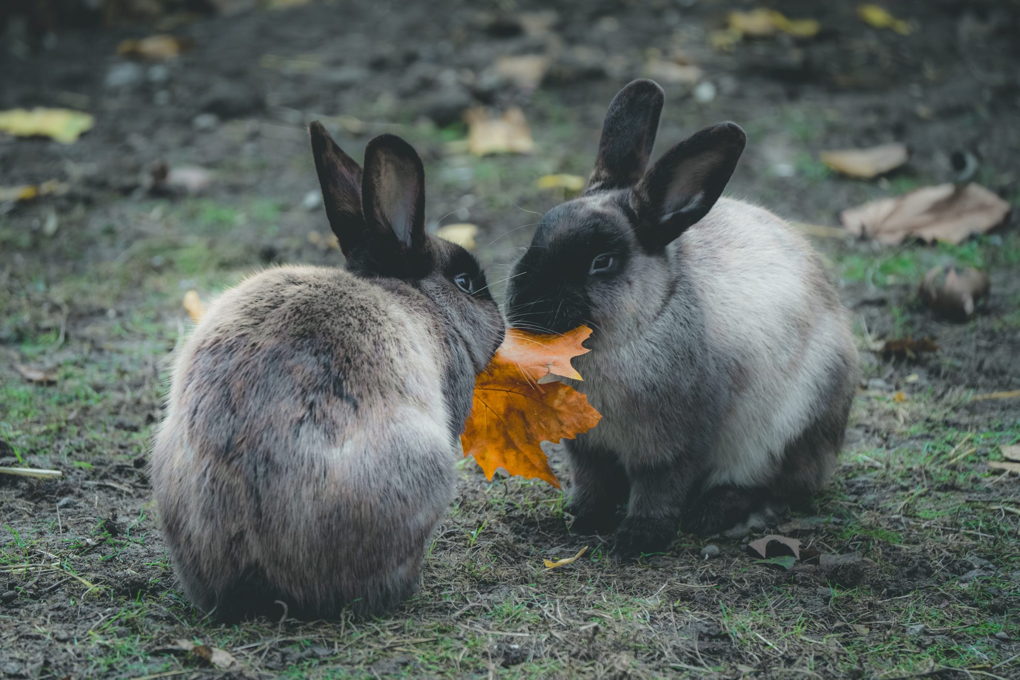 Sharing, Worms, Deutschland. Wildlife photograph by Nikita Chicherin, finalist in the Shoot The Frame Wildlife photography award, December 2024