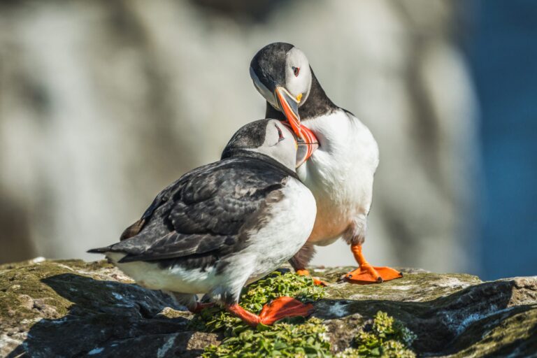 Puffins in love, Island. Wildlife photograph by Nikita Chicherin, winner of the Shoot The Frame Wildlife photography award, December 2024
