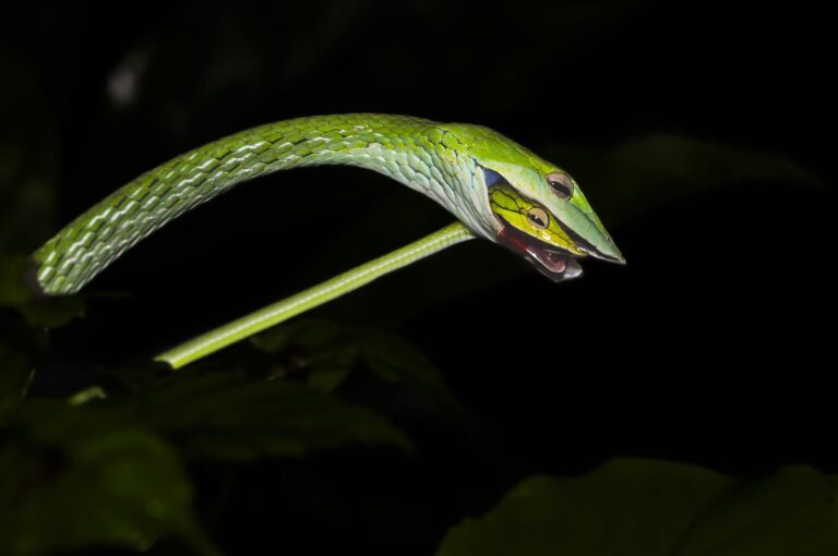 Snaky Affair, Matheran, Maharashtra, India. Wildlife photograph by Devraj Roy, finalist in the Shoot The Frame Wildlife photography award, January 2025