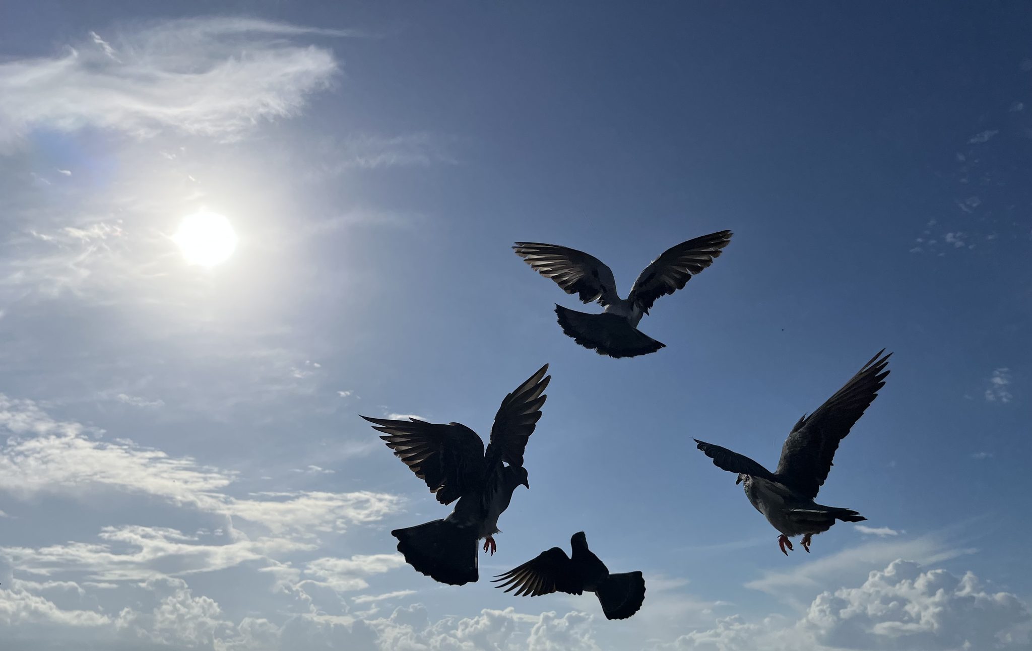 Spreading Peace, Tel Aviv-Yafo, Israel. Wildlife photograph by Ofir Drori, finalist in the Shoot The Frame Wildlife photography award, January 2025