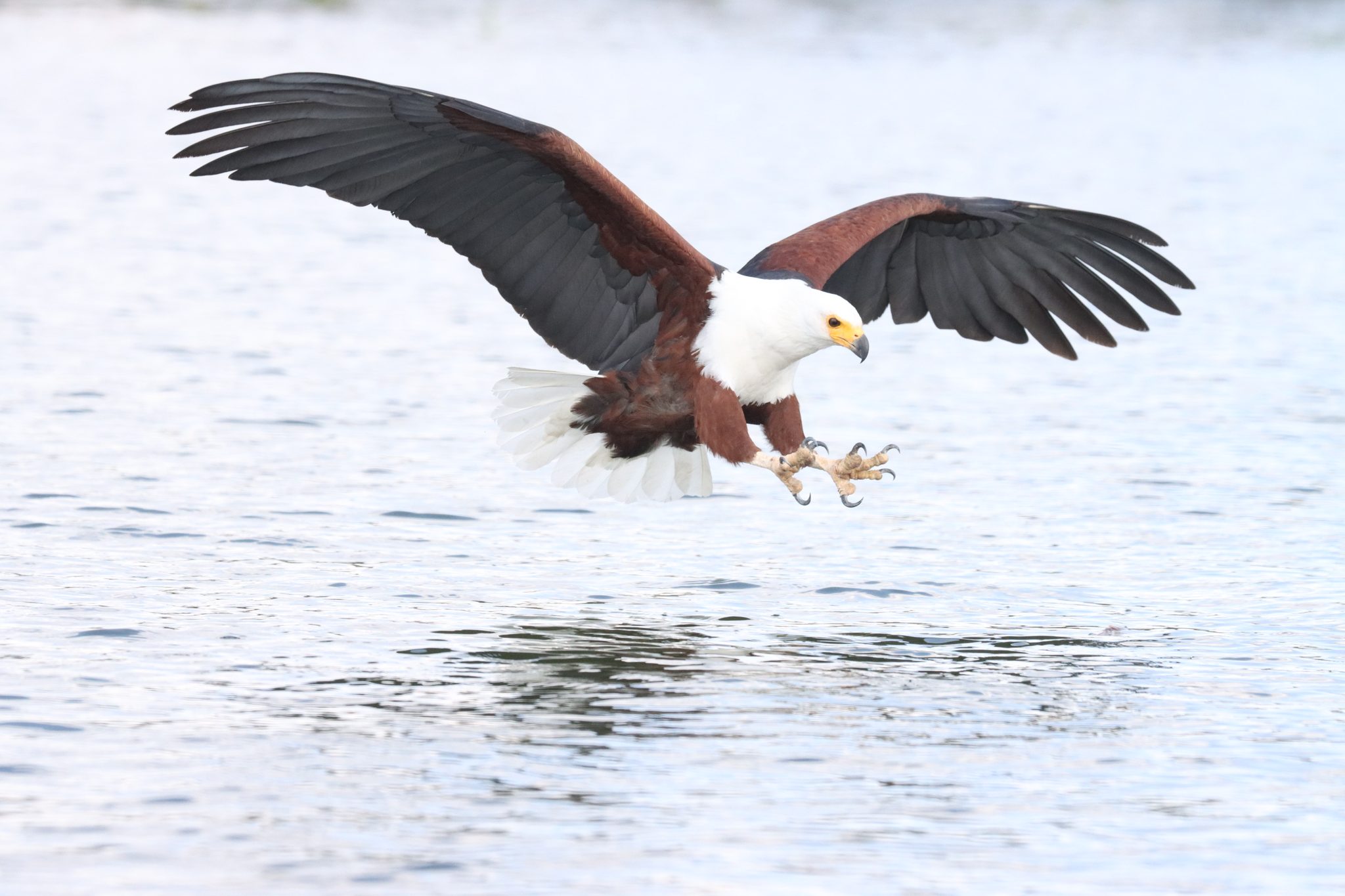 Fish eagle diving in, naivasha. Wildlife photograph by Ofir Drori, finalist in the Shoot The Frame Wildlife photography award, January 2025