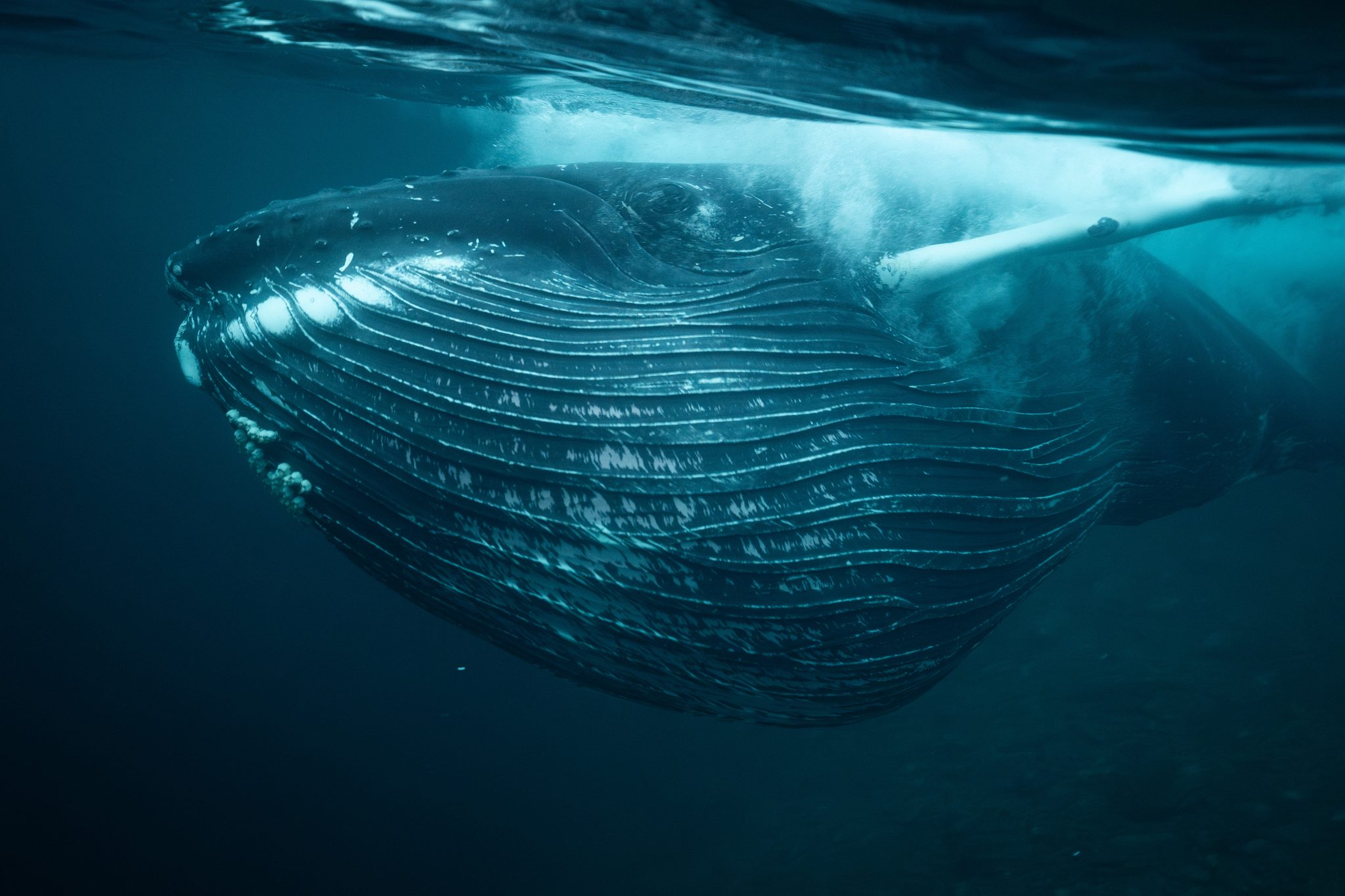 Wise Giants, the memory of life :, Norway. Wildlife photograph by Sofia Steeg, finalist in the Shoot The Frame Wildlife photography award, January 2025