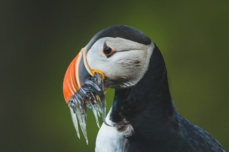 Catch, Island. Wildlife photograph by Nikita Chicherin, winner of the Shoot The Frame Wildlife photography award, January 2025