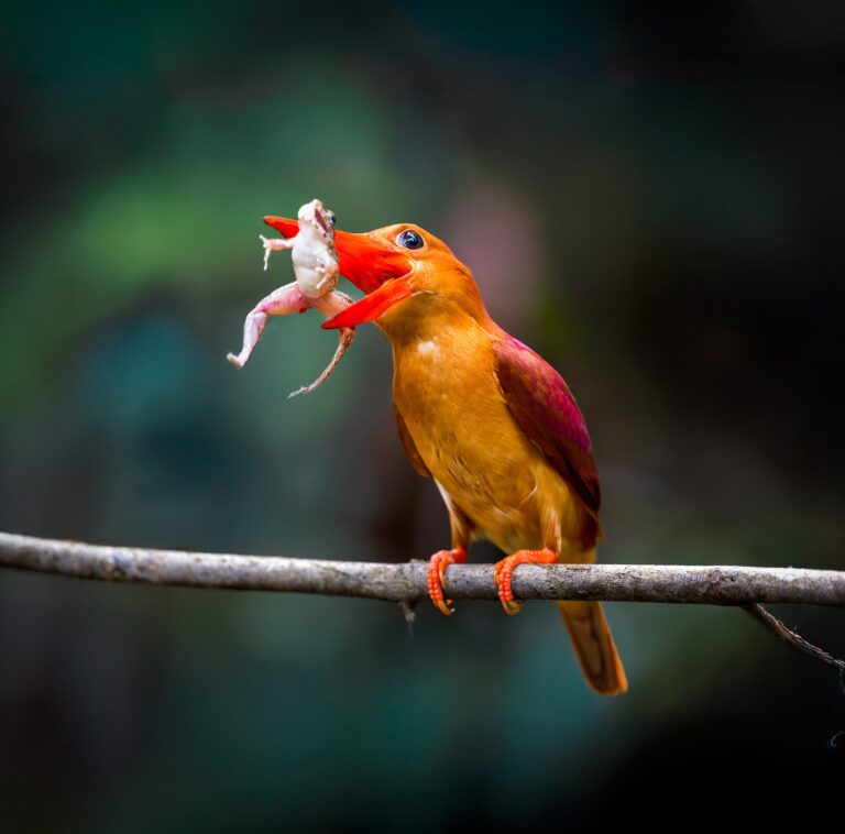 Ruddy Kingfisher, Malaysia. Wildlife photograph by ChanOnn Fong, finalist in the Shoot The Frame Wildlife photography award, February 2025