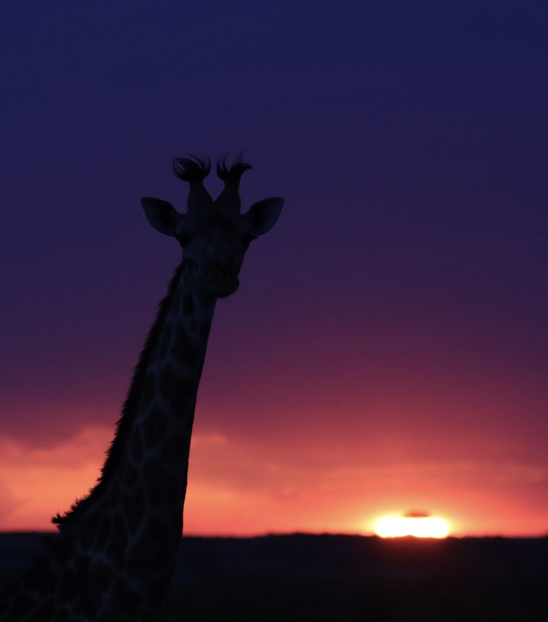 Sunset giraffe, Masai Mara National Reserve, Kenya. Wildlife photograph by Ofir Drori, finalist in the Shoot The Frame Wildlife photography award, February 2025