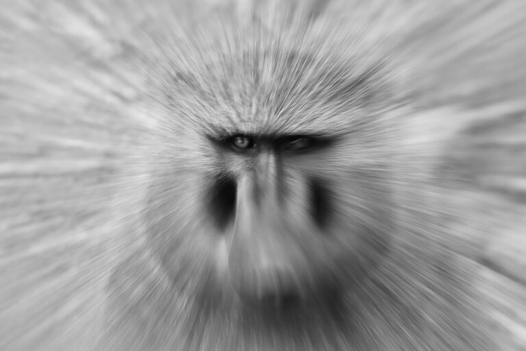 Baboon staredown, Nairobi, Kenya. Wildlife photograph by Ofir Drori, finalist in the Shoot The Frame Wildlife photography award, February 2025