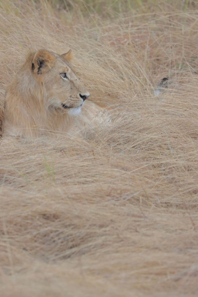 Finding a lion in a haystack, Masai Mara National Reserve, Kenya. Wildlife photograph by Ofir Drori, finalist in the Shoot The Frame Wildlife photography award, February 2025