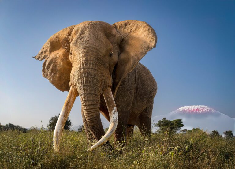 Great Tusker, Kenya. Wildlife photograph by ChanOnn Fong, winner of the Shoot The Frame Wildlife photography award, February 2025
