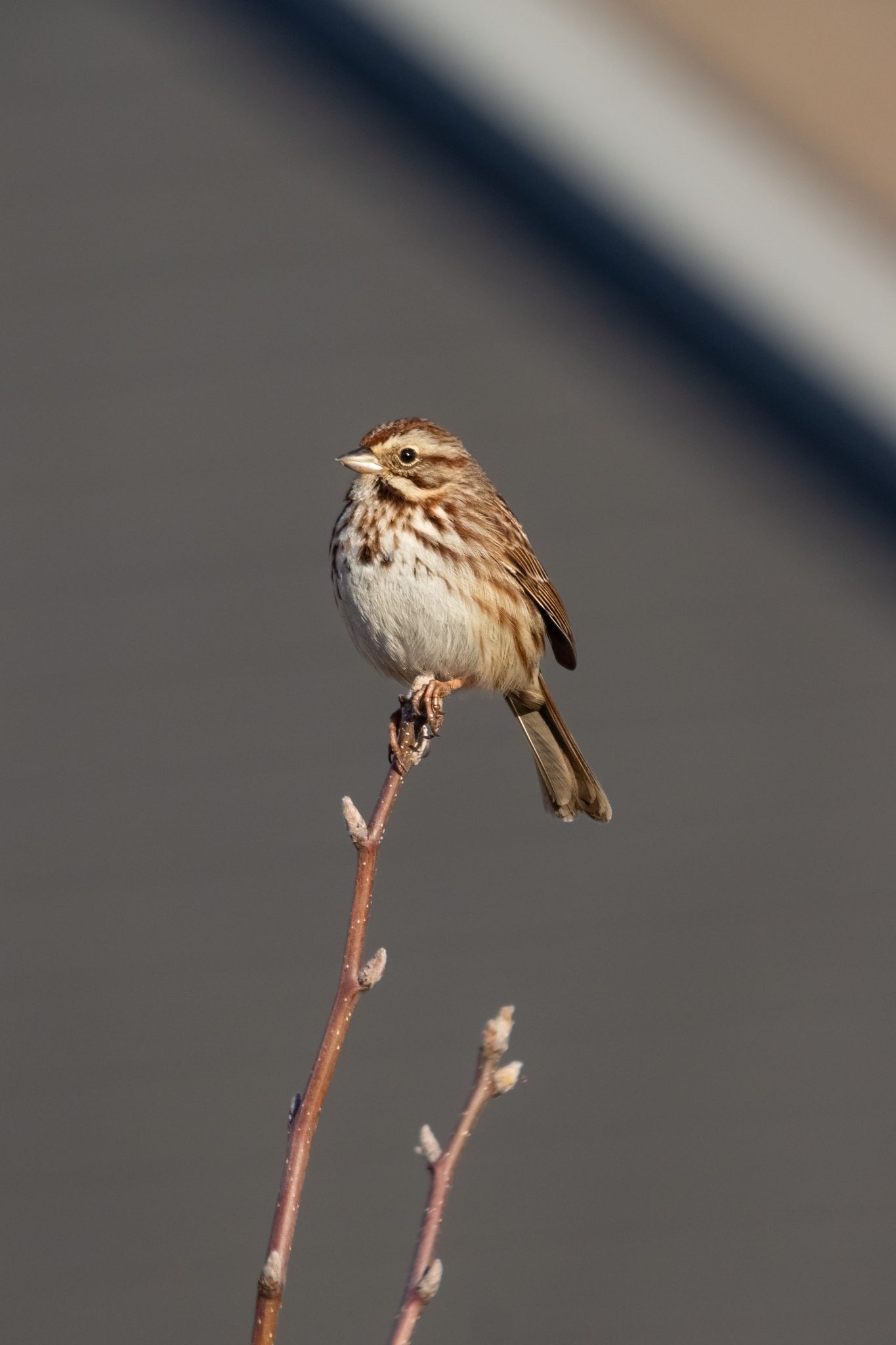 Sam Jr. (Song Sparrow) Morning Portrait, Dublin, OH, USA. Wildlife photograph by Connor Brennan, finalist in the Shoot The Frame Wildlife photography award, March 2025