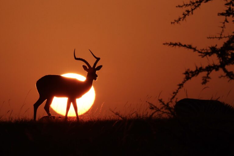 Horns of dawn, Masai Mara National Reserve, Kenya. Wildlife photograph by Ofir Drori, finalist in the Shoot The Frame Wildlife photography award, March 2025