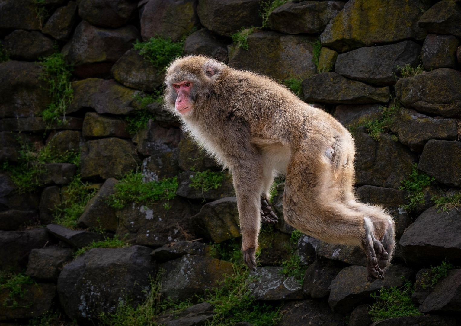 Leaping Macaque, Launceston TAS, Australia. Wildlife photograph by Ross Kimber, finalist in the Shoot The Frame Wildlife photography award, March 2025