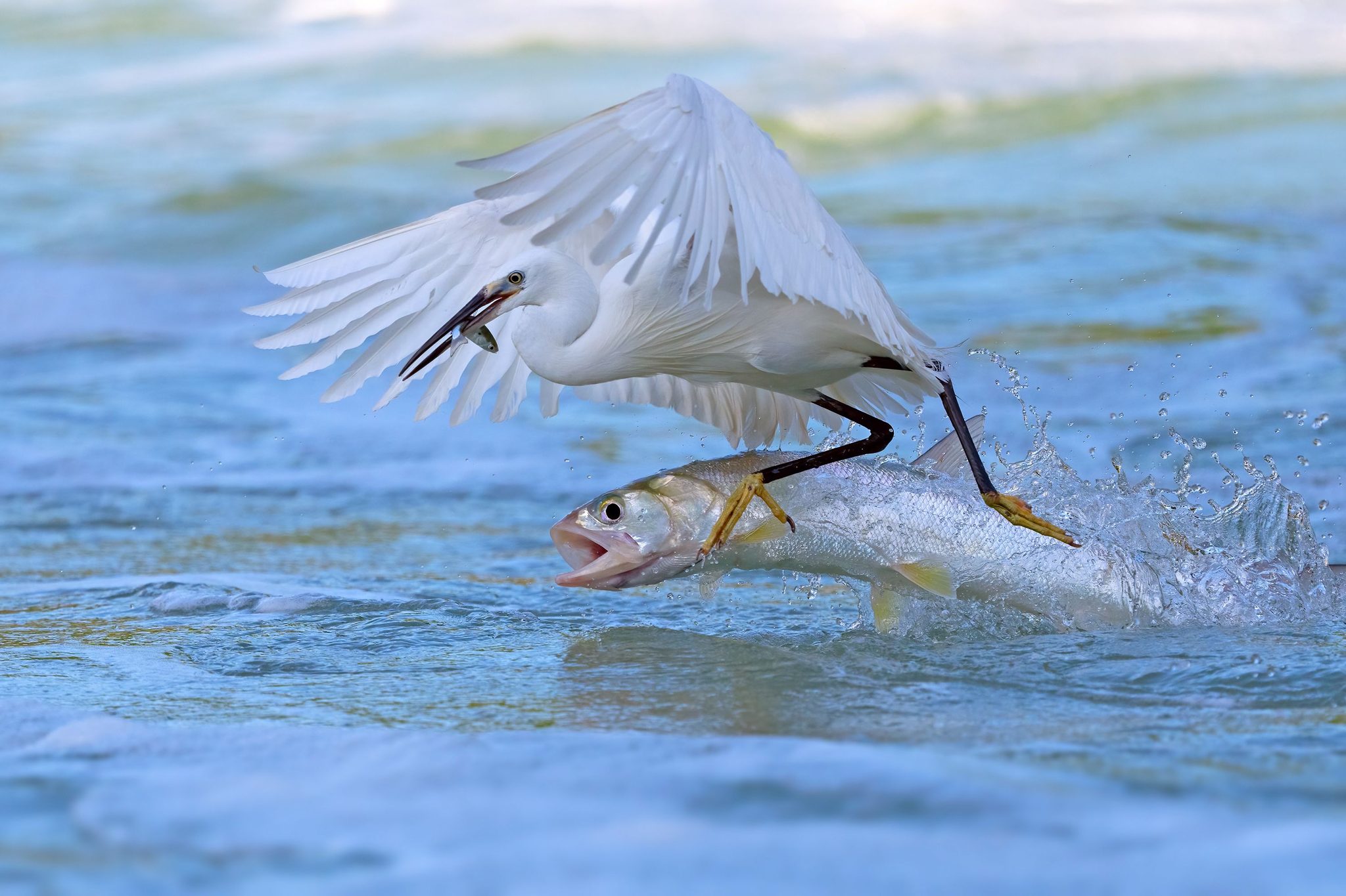 One Step Ahead, Xiamen, China. Wildlife photograph by Xiaoping Lin, finalist in the Shoot The Frame Wildlife photography award, March 2025