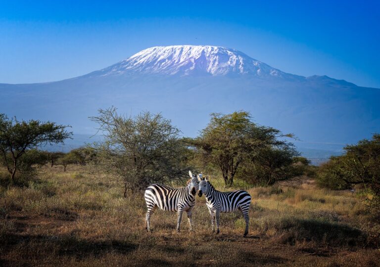 Zebras, Kenya. Wildlife photograph by ChanOnn Fong, winner of the Shoot The Frame Wildlife photography award, March 2025